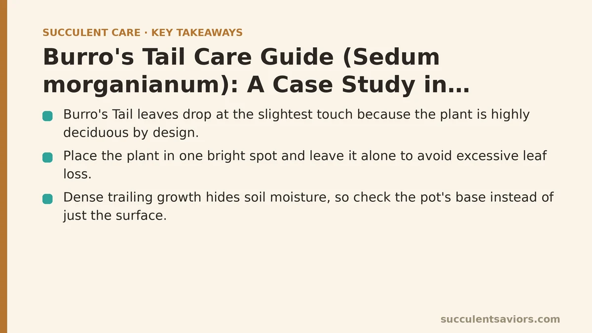 burros-tail-care-guide-sedum-morganianum