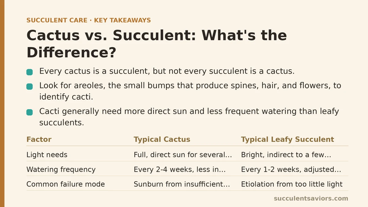 cactus-vs-succulent-whats-the-difference
