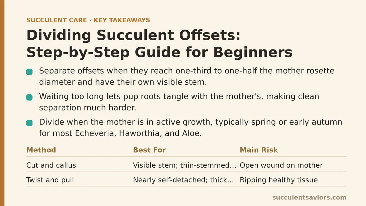 Dividing Succulent Offsets: Step-by-Step Guide for Beginners