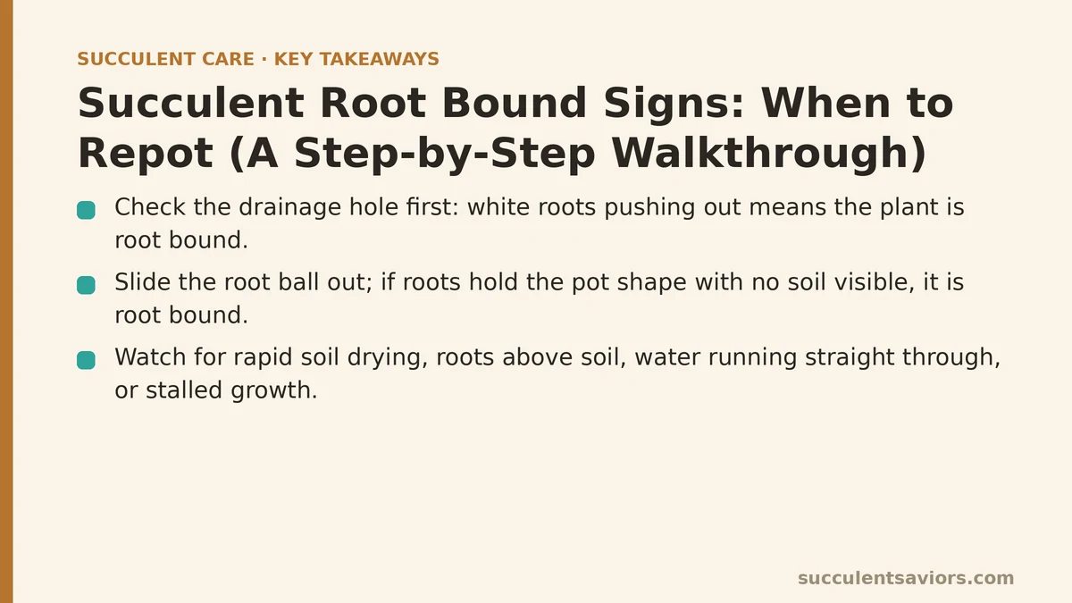 Succulent Root Bound Signs: When to Repot (A Step-by-Step Walkthrough)